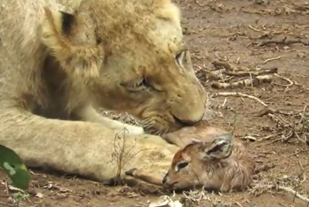 Clip: Sư tử hành hạ linh dương con cực kỳ tàn khốc