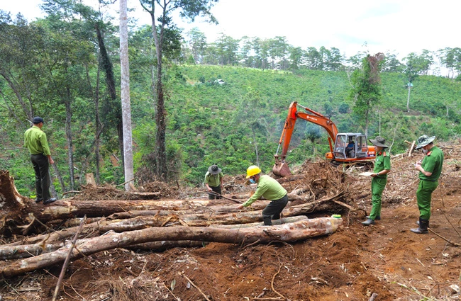 Ngành chức năng khám nghiệm hiện trường một vụ phá rừng ở Lâm Đồng. Ảnh: Báo Lâm Đồng