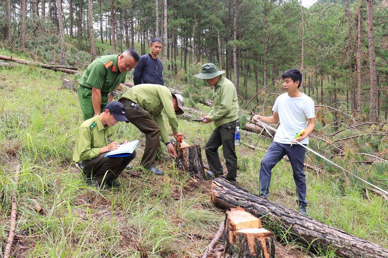 Lực lượng chức năng khám nghiệm hiện trường một vụ rừng thông ở Đà Lạt bị cưa hạ trái phép. Ảnh: Báo Lâm Đồng
