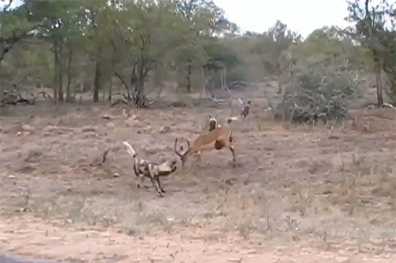 Linh dương Impala nỗ lực chiến đấu chống lại đàn chó hoang châu Phi.
