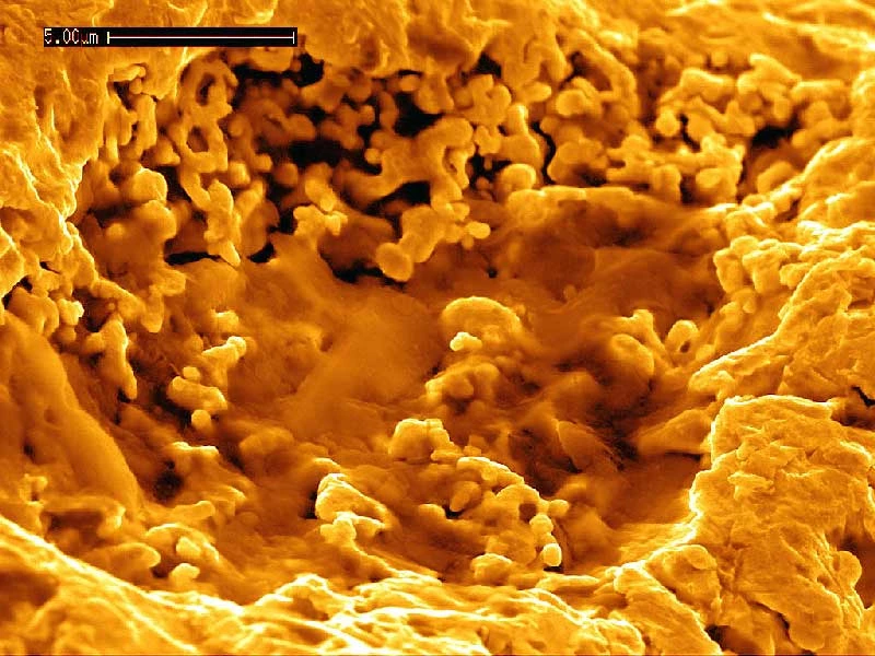 C. metallidurans phát triển mạnh trong đất chứa cả hydro và một loạt các kim loại nặng độc hại. Điều này nghĩa là vi khuẩn C. metallidurans không phải cạnh tranh nhiều với các sinh vật khác. Chúng sử dụng enzyme CupA để vận chuyển đồng ra khỏi tế bào. Nhưng sự hiện diện của vàng gây ra một vấn đề mới. Khi có mặt các hợp chất của vàng, enzyme CupA bị ức chế, điều này khiến các hợp chất của đồng và vàng vẫn còn trong tế bào vi khuẩn.
