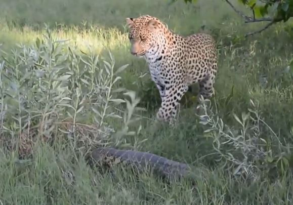 Clip: Báo hoa mai “chào thua” trước kỳ đà