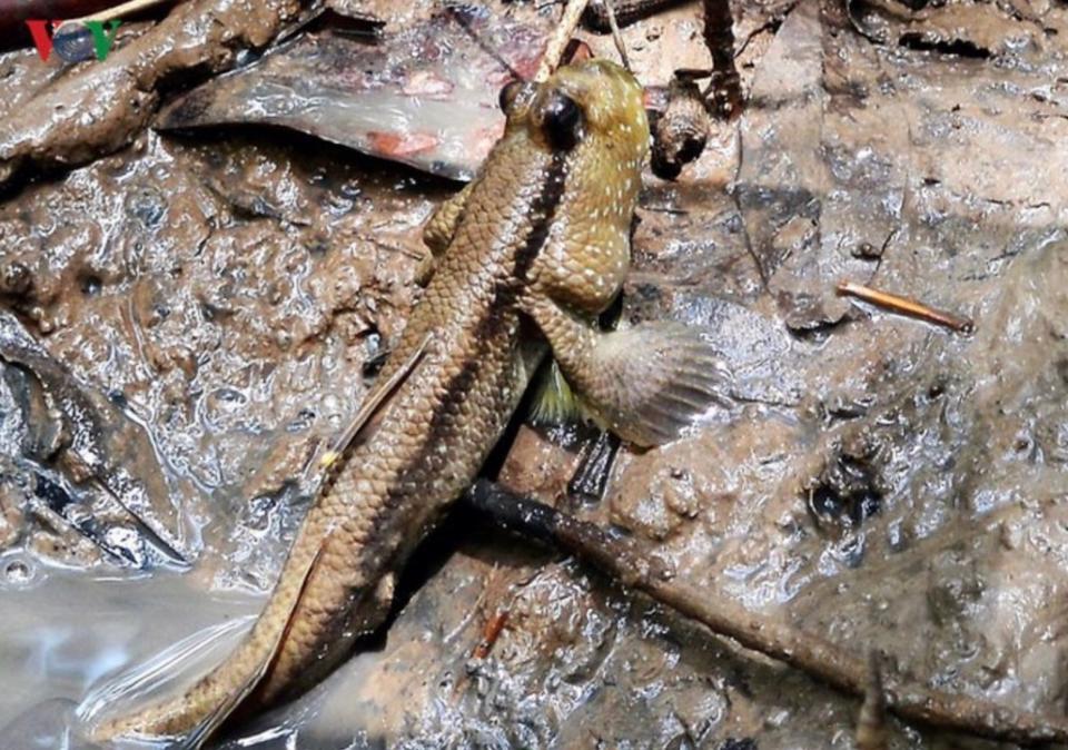 Về Đất Mũi thưởng thức loài cá kỳ lạ biết leo cây, chạy nhảy