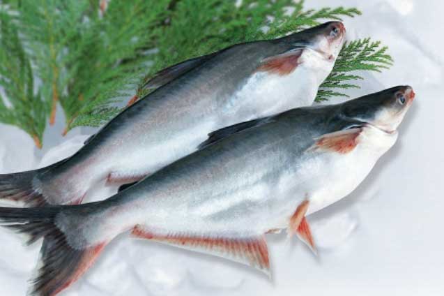Khoa học công nhận 4 loại cá này ngon - bổ - rẻ còn hơn cả sâm, tốt cho não và tim gấp 10 lần thịt