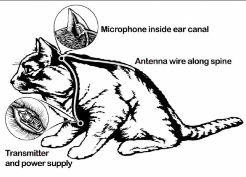 CIA từng cố gắng huấn luyện mèo thành điệp viên như thế nào?