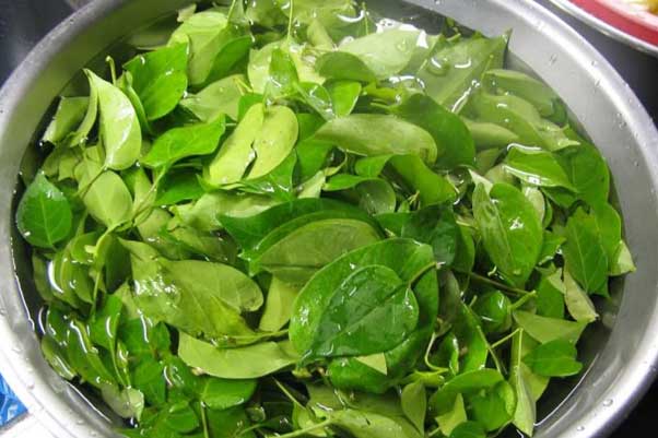 Giảm cân vù vù, mỡ tan biến ngay không cần phải nghĩ với 10 loại lá quen thuộc