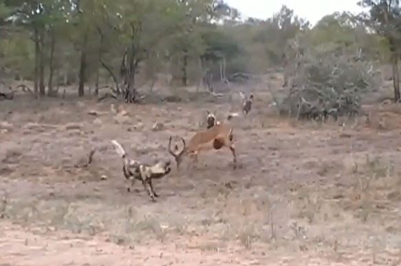 Clip: Bị cắn lòi ruột, linh dương Impala vẫn tử chiến với bầy chó hoang