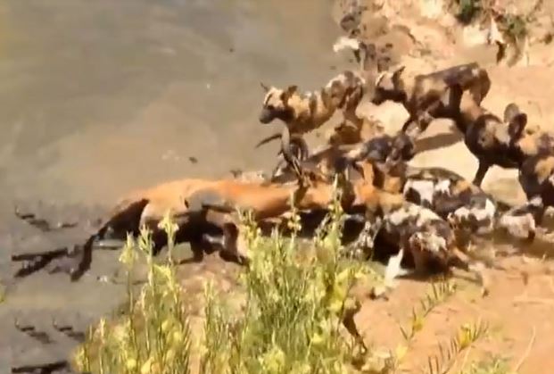 Clip: Cuộc giết chóc man rợ của bầy cho hoang