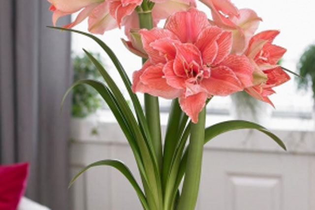 4 cây cảnh nở hoa ra tài lộc, thịnh vượng dịp Tết, chủ nhà trồng 1 cây từ nghèo cũng hóa giàu