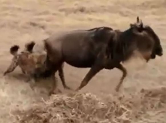 Clip: Linh dương đầu bò thoát chết ngoạn mục trước miệng linh cẩu
