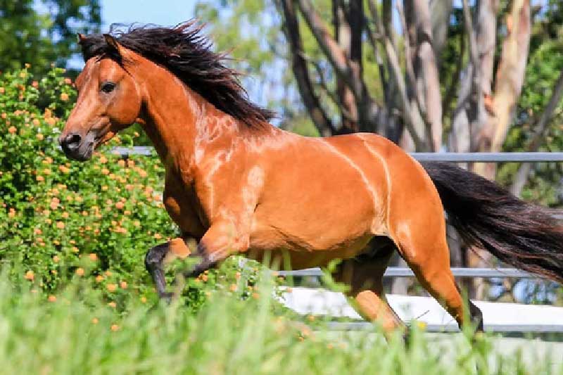 Tám loài động vật hồi sinh từ nguy cơ tuyệt chủng