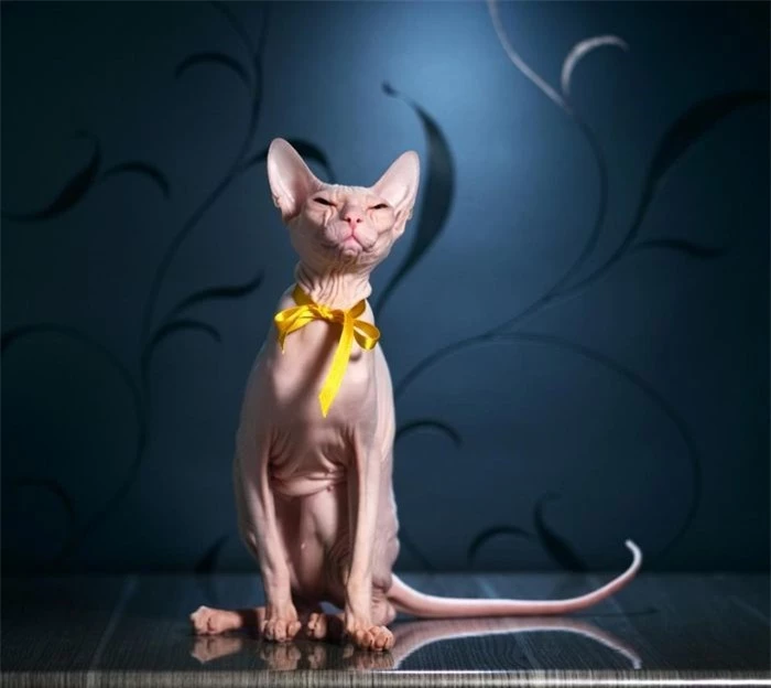 Peterbald là giống mèo được lai tạo ở Nga năm 1994. Mèo Peterbald nổi bật với một cơ thể hoàn toàn không có lông hoặc có nhưng rất ngắn, ôm sát, chỉ hơi dài ở trên mặt và tứ chi. Bộ lông của chúng có thể thay đổi theo thời gian. Chúng có thể có giá tới 500 USD.