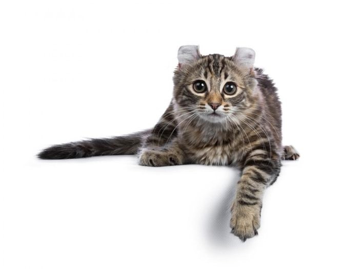 Mèo tai xoắn American Curl xuất hiện lần đầu ở California năm 1981. Đặc điểm nổi bật của nó là đôi tai cuộn ra sau trong những tuần đầu tiên ra đời. Chúng có giá lên tới 2.600 USD.