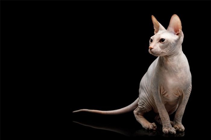 Mèo Sphynx hay mèo Ai Cập xuất hiện vào đầu những năm 1960. Chúng là một trong những loài mèo nhà thân thiện nhất. Một chú mèo Ai Cập thuần chủng có giá từ 400 - 3.900 USD.