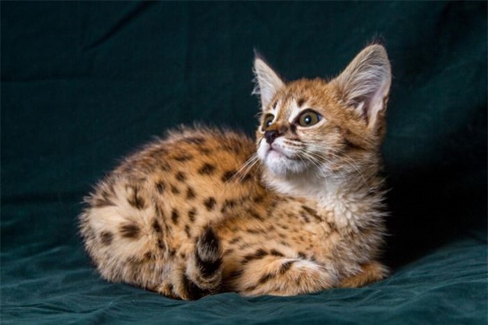 Mèo Savannah là kết quả lai giống giữa một con linh miêu đồng cỏ và một con mèo nhà. Được biết đến bởi sự thông minh, tò mò và bản tính tự nhiên năng động, một chú mèo Savannah thuần chủng có giá từ 1.300 - 26.000 USD.
