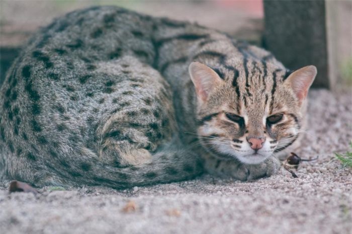 Mèo Ashera nằm trong số những giống mèo đắt và hiếm nhất hành tinh hiện nay. Chúng có giá lên tới 105.000 USD./.