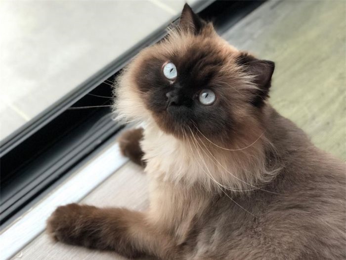 Mặc dù có tên là mèo Himalaya nhưng thực ra chúng có nguồn gốc từ Mỹ. Chúng trông giống như giống mèo Ba Tư. Một chú mèo Himalaya thuần chủng có giá khoảng từ 400 - 1.500 USD.