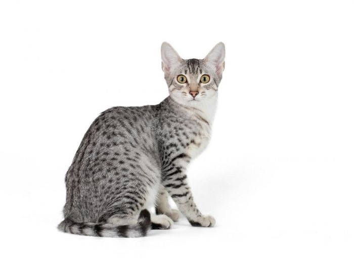 Ngoài bộ lông đốm tự nhiên, mèo Mau Ai Cập cũng có lớp da đốm. Giá của một chú mèo này dao động từ 400 - 1.600 USD.