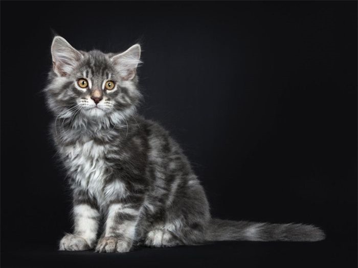 Maine Coon là một trong những giống mèo nhà lớn nhất với chiều dài có thể lên tới 1,2 mét. Chúng có giá từ 400 - 1.600 USD.