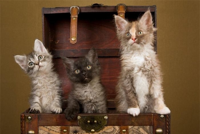 LaPerm - giống mèo không gây dị ứng lần đầu tiên xuất hiện vào đầu những năm 1980 ở Mỹ. Một chú mèo LaPerm có giá từ 130 - 1.900 USD.
