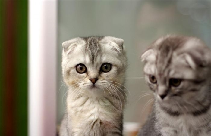 Mèo tai cụp Scotland là những chú mèo rất thông minh và hòa đồng. Chúng có giá từ 400 - 2.370 USD. Đặc điểm tai cụp là kết quả của đột biến gen tự nhiên.