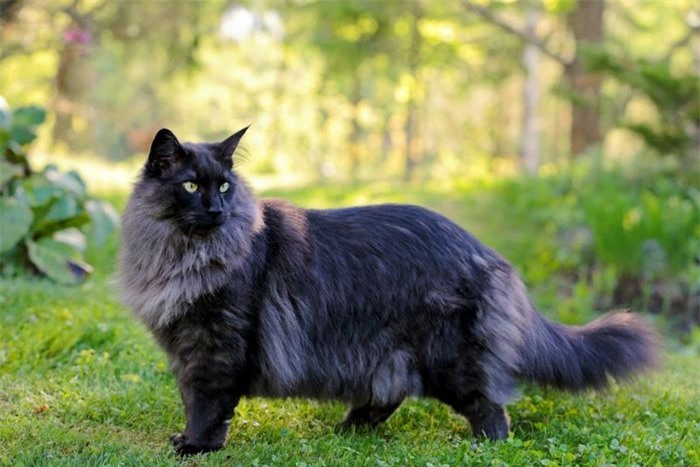 Tổ tiên của mèo rừng Na Uy được nuôi bởi người Viking cách đây hơn 1.000 năm. Chúng nổi tiếng với bộ lông ấn tượng và kỹ năng săn mồi. Một chú mèo rừng Na Uy thuần chủng có giá lên tới 2.600 USD.