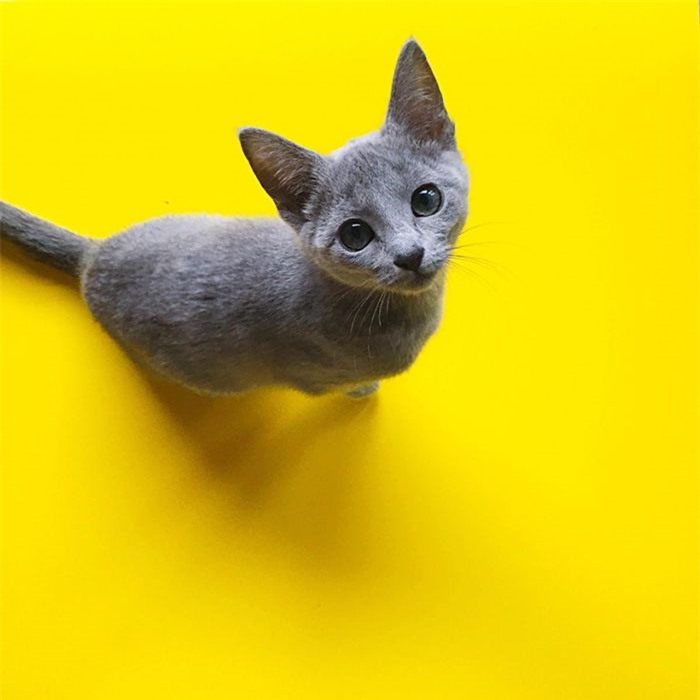 Mèo Nga mắt xanh nổi tiếng với tính cách, vẻ đẹp và bộ lông của nó. Trong văn hóa dân gian Nga, chú mèo này được cho là sẽ mang đến may mắn. Một chú mèo Nga mắt xanh thuần chủng có giá từ 130 - 1.900 USD