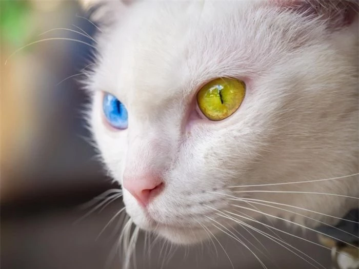 Giống mèo Khao Manee được biết đến với đôi mắt kim cương được coi là biểu tượng của may mắn cũng như giàu có. Mỗi chú mèo này có giá lên tới 1.400 USD.
