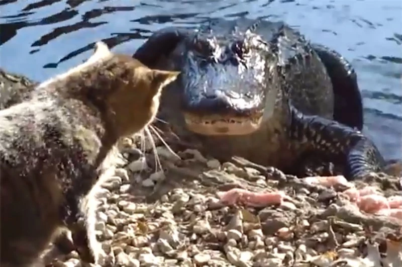 Mèo đối đầu với cá sấu.