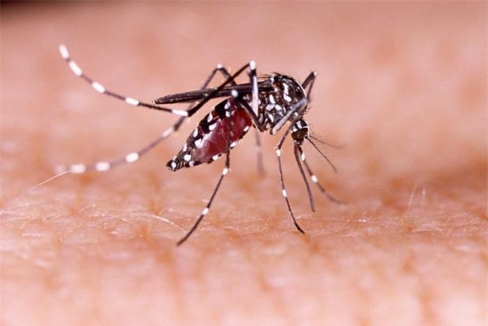 Muỗi là loài động vật gây hại cho con người khi khiến khoảng 750.000 - 1 triệu người tử vong/năm. Chỉ những con muỗi cái trưởng thành mới có thể lây lan dịch bệnh, trong đó có sốt rét, sốt xuất huyết và virus Zika. Tuy nhiên, trung bình cuộc đời của nó chỉ kéo dài 7 ngày.