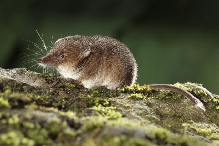 Chuột chù được tìm thấy ở khắp nơi trên thế giới với thói quen đa dạng. Chúng 
