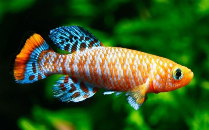 Cá Killi chủ yếu sống trong môi trường nước ngọt ở châu Mỹ, phía Nam châu Âu, nhiều khu vực châu Phi và các khu vực ở Trung Đông. Loài cá sặc sỡ này có thể tồn tại 2 năm trong điều kiện lý tưởng nhưng vòng đời của chúng trung bình chỉ kéo dài tối đa khoảng 120 ngày./.