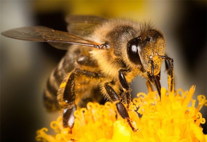 Ong thợ gần như làm việc cho đến chết với cuộc đời ngắn ngủi chỉ khoảng 35 ngày. Trung bình, 1 chú ông thợ có thể tạo ra 1 thìa mật ong trong suốt cuộc đời của nó.