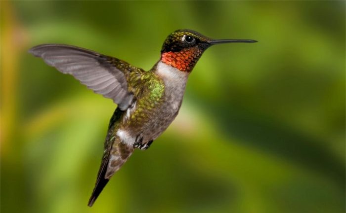 Một trong những loài chim có cuộc đời ngắn nhất hành tinh là chim ruồi họng đỏ. Loài chim có nguồn gốc từ Bắc và Trung Mỹ đã sống một cuộc đời nhiệt huyết kéo dài từ 3 - 4 năm.