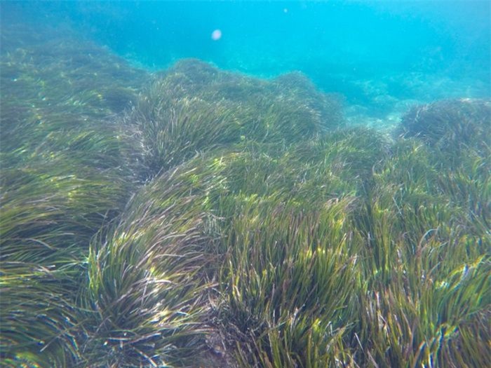 Cánh đồng cỏ ở Vịnh Cá Mập không phải là loài thực vật dưới nước khổng lồ duy nhất. Cụm cỏ Neptune nằm ở ngoài khơi đảo Ibiza có lẽ là loài sinh vật lâu đời nhất trên Trái Đất và có lẽ cũng là một trong những loài sinh vật lớn nhất.
