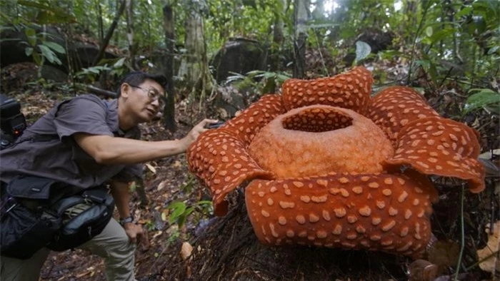 Loài hoa lớn nhất thế giới có tên là hoa xác chết với mùi hương khó chịu và kích thước khổng lồ. Khi nở hết, loài hoa này có thể rộng hơn 1 mét và nặng tới 9kg.