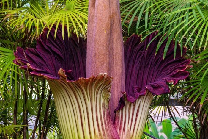 Loài hoa cao nhất Trái Đất cũng là một loài hoa có họ hàng với hoa xác chết, đó là titan arum. Loài hoa này thường sinh trưởng ở những cánh rừng nhiệt đới tại Sumatra của Indonesia.