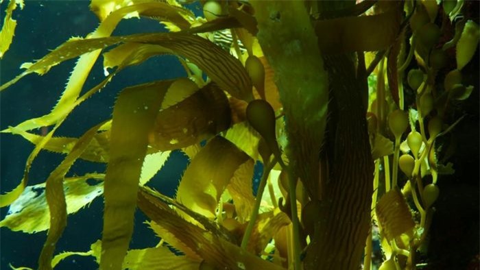 Tảo bẹ là loài rong biển lớn nhất thế giới và cũng là loài tảo biển lớn nhất. Loài sinh vật này phát triển thành từng nhóm, chủ yếu ở ngoài khơi châu Mỹ. Loài tảo này có chiều dài lên tới 45 mét.