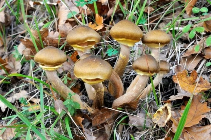 Hầu hết các bộ phận ở dưới lòng đất, Armillaria ostoyae, hay còn gọi là nấm mật ong, trải rộng trên 9,1 km2.