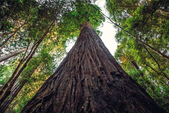 Cây đơn lẻ cao nhất thế giới nằm ở Tây Bắc Thái Bình Dương. Đó là một cây gỗ đỏ có tên là Hyperion cao tới 116 mét.