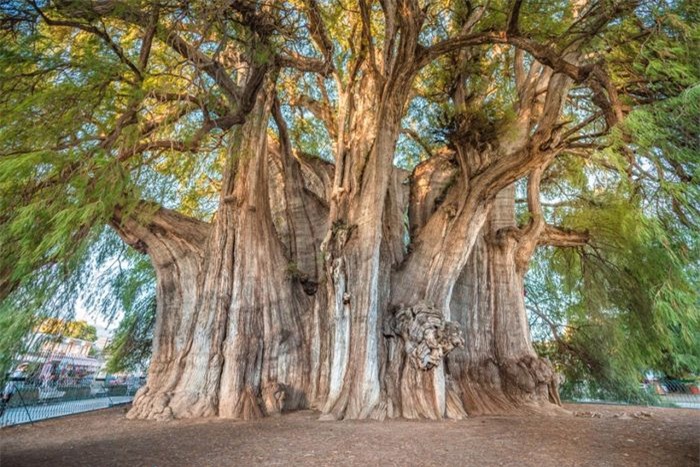 Cây rộng nhất thế giới trên Trái Đất là một cây bách Montezuma nằm ở Oaxaca, Mexico. Thân cây El Tule có đường kính lên tới 42 mét.