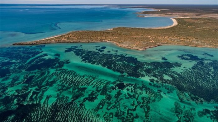 Nằm ở bờ biển Tây Australia tại Vịnh Cá Mập là một trong những sinh vật dưới nước lớn nhất Trái Đất. Đó là cánh đồng cỏ biển khổng lồ nhưng thực ra chỉ là một sinh vật đơn lẻ.