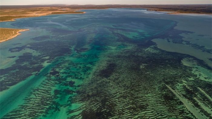Cánh đồng cỏ ở Vịnh Cá Mập trải rộng trên 4.000 km2 ngoài khơi bờ biển Australia.