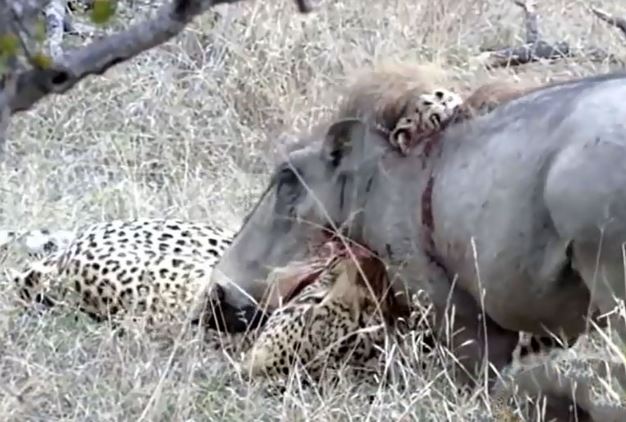 Clip: Heo rừng tử chiến trước báo hoa mai