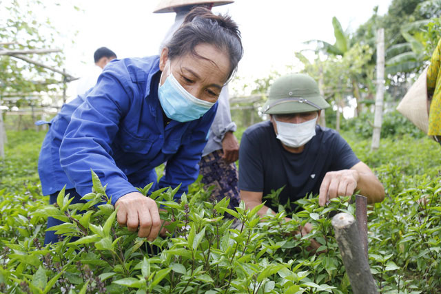EU nới lỏng kiểm soát rau gia vị Việt Nam: Kỳ vọng thúc đẩy kim ngạch xuất khẩu rau quả