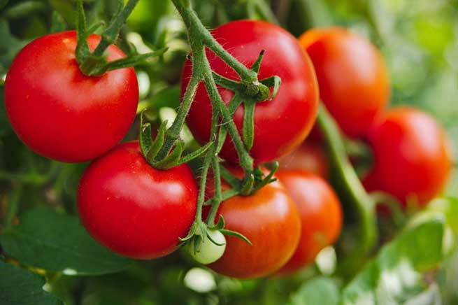 7 thực phẩm tuyệt đối không bảo quản tủ lạnh vừa mất hết chất dinh dưỡng lại tạo thêm độc tố gây hại