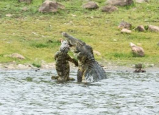 Clip: Ghê rợn cảnh cá sấu ăn thịt đồng loại