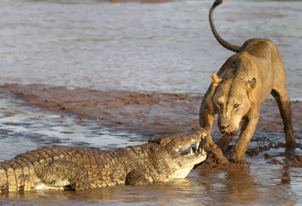 Cá sấu bị sư tử “tẩn nhừ xương” khi giành xác voi