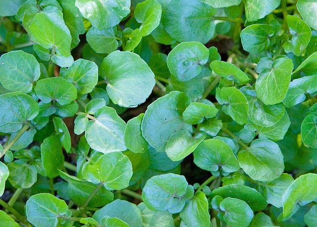 Ăn cải xoong làm thuốc chữa bệnh