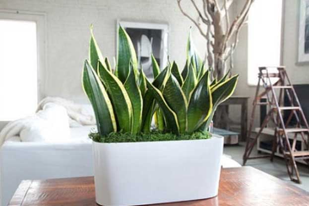 Chỉ cần có 6 loại cây này trong nhà bảo đảm bạn sẽ ngủ ngon tới sáng